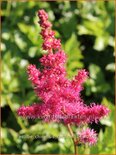 Astilbe chinensis 'Cardinal'