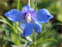 Delphinium &#39;Piccolo&#39; (pot 11 cm)