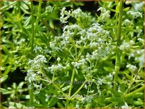 Galium mollugo 'Meddo'