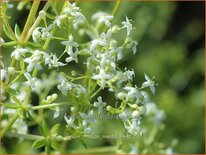 Galium mollugo 'Meddo'