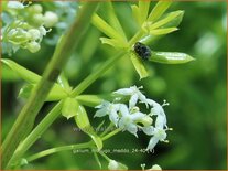 Galium mollugo 'Meddo'