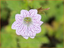 Geranium oxonianum 'Lace Time'