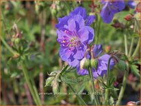 Geranium pratense 'Azure Skies'