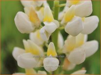 Lupinus 'Leonora' (pot 11 cm)