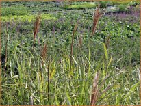 Miscanthus sinensis 'Red Tower' (pot 11 cm)