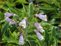 Penstemon hirsutus 'Pygmaeus'