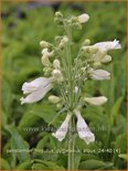 Penstemon hirsutus 'Pygmaeus Albus'