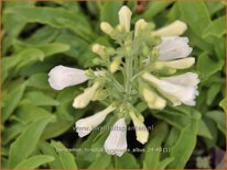 Penstemon hirsutus 'Pygmaeus Albus'