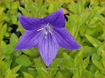 Platycodon grandiflorus 'Fuji Blue'