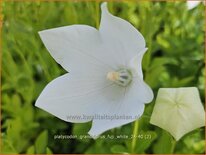 Platycodon grandiflorus 'Fuji White'