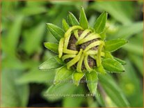 Rudbeckia fulgida 'Goldblitz'