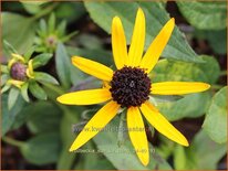 Rudbeckia 'Sun Ka Ching'