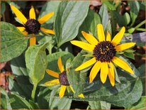 Rudbeckia 'Sun Ka Ching'