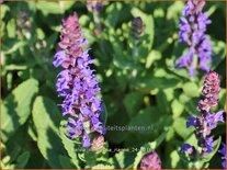 Salvia nemorosa 'Rianne'