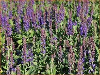 Salvia nemorosa 'Rianne'