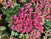 Sedum telephium 'Munstead Purple'