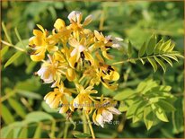 Senna hebecarpa