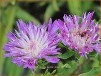 Stokesia laevis 'Purple Pixie'