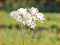 Thalictrum aquilegifolium 'White Cloud'