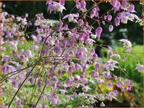 Thalictrum delavayi var. decorum