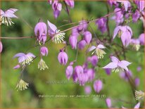 Thalictrum delavayi var. decorum