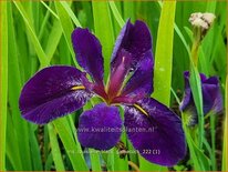 Iris 'Black Gamecock'