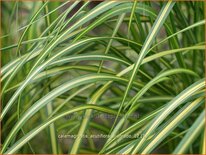 Calamagrostis acutiflora &#39;Eldorado&#39;