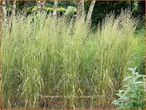 Calamagrostis acutiflora &#39;Eldorado&#39;