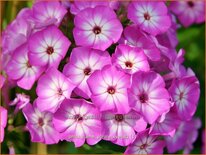 Phlox &#39;Flame Purple Eye&#39;