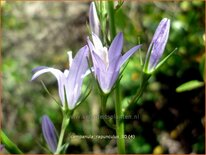 Campanula rapunculus