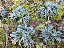 Ophiopogon japonicus 'Minor Nana'