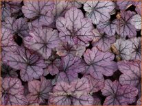 Heuchera &#39;Sugar Plum&#39;