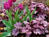 Heuchera &#39;Sugar Plum&#39;