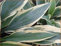 Hosta 'Wolverine'