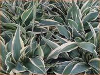 Hosta 'Wolverine'