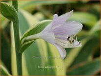 Hosta 'Wolverine'