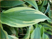 Hosta 'Wolverine'