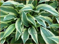 Hosta 'Wolverine'