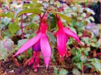 Fuchsia &#39;Mrs Popple&#39;