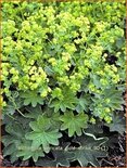 Alchemilla sericata &#39;Gold Strike&#39;