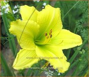 Hemerocallis &#39;Green Flutter&#39;