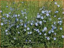 Cichorium intybus