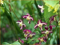 Epimedium rubrum