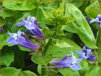 Lobelia siphilitica