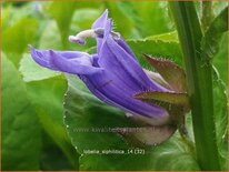 Lobelia siphilitica