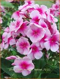 Phlox 'Sweet Summer Festival'