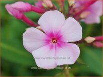 Phlox 'Sweet Summer Festival'