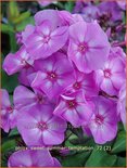 Phlox &#39;Sweet Summer Temptation&#39;