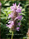 Nepeta nervosa &#39;Pink Cat&#39;