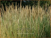 Pennisetum macrourum